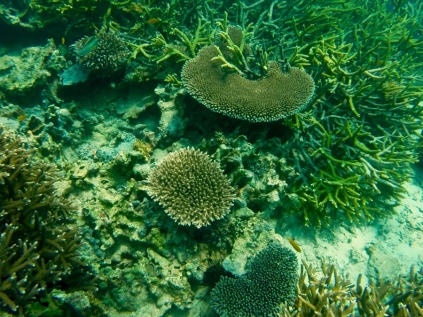 Koralle vor Tioman 1